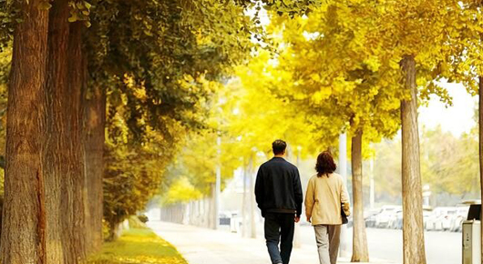 【潍坊寿光】银杏缀城 生态画卷