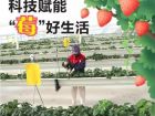 科技赋能“莓”好生活