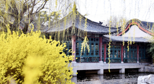 潍坊寿光：菜乡春来花满城