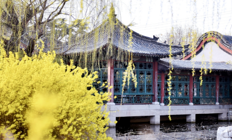 潍坊寿光：菜乡春来花满城