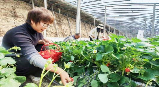 潍坊寿光：采摘游玩正当时 农旅融合促振兴