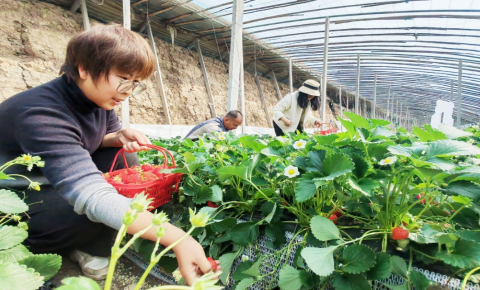 潍坊寿光：采摘游玩正当时 农旅融合促振兴