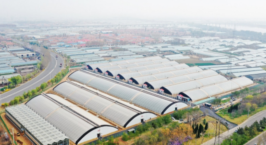 潍坊寿光：“蔬”写增收好“钱”景