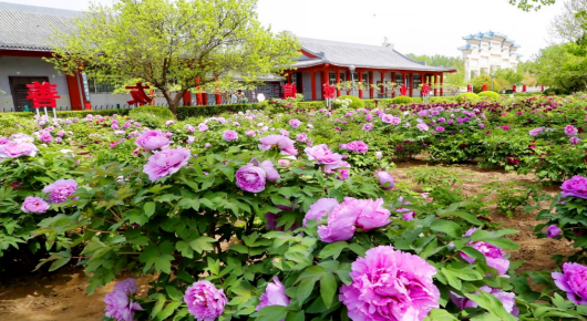 潍坊寿光：国色绽芳华 牡丹醉春光