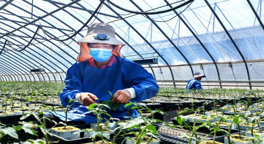 科技赋能 苗壮苗优