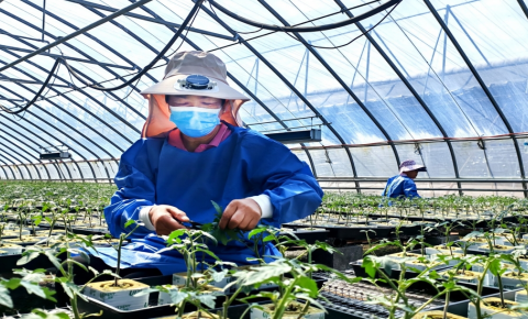 科技赋能 苗壮苗优